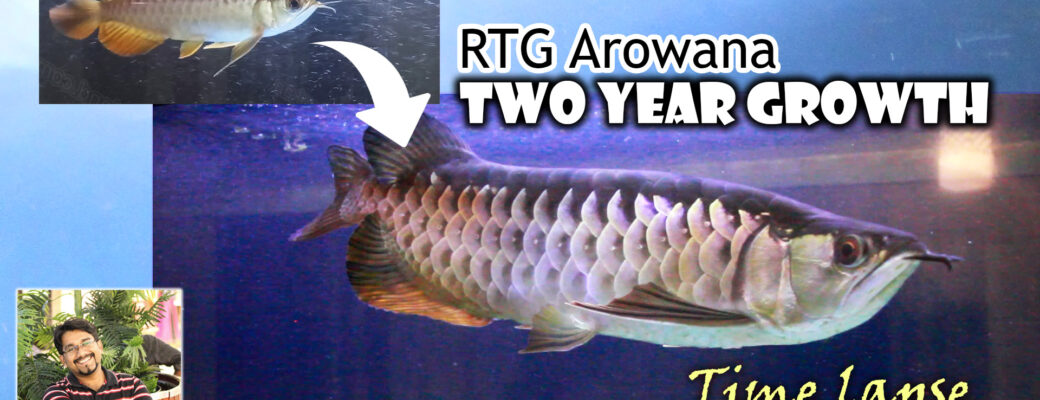 Red Tail Golden (RTG) Arowana (Asian) - juvenile to adult - Growth video -Time lapse