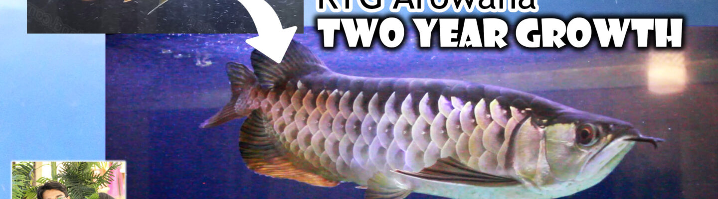 Red Tail Golden (RTG) Arowana (Asian) - juvenile to adult - Growth video -Time lapse