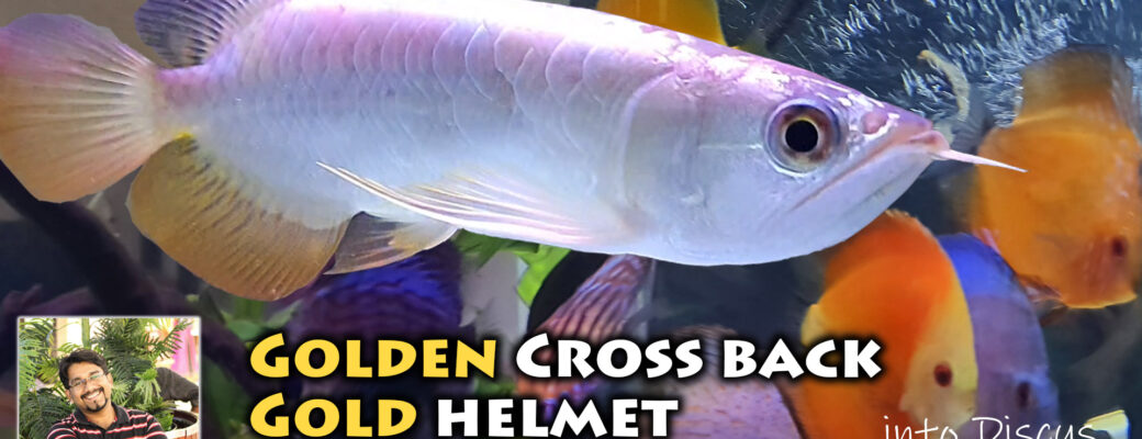 Introducing Malaysian Golden Crossback Gold Helmet Arowana into my Discus community aquarium