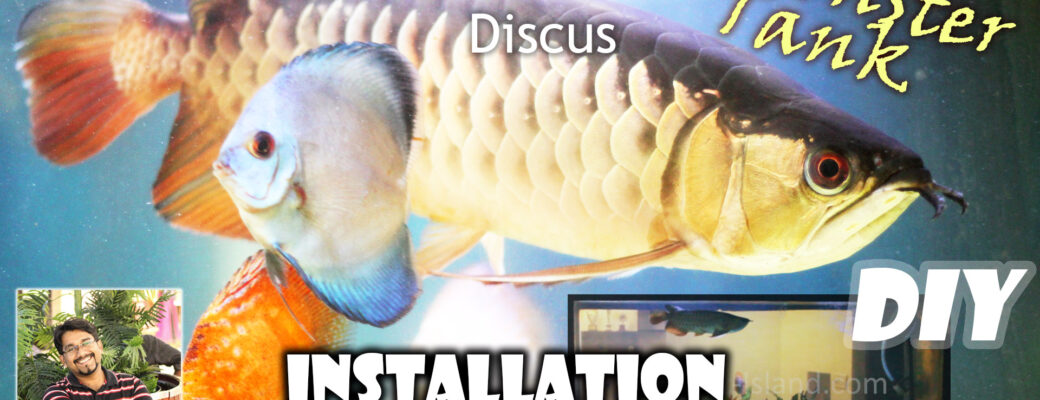 Installing Monster Aquarium – DIY Setting up Arowana Discus community fish tank – Youtube Video